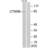 Western Blot - Anti-Catenin-beta Antibody (B7023) - Antibodies.com
