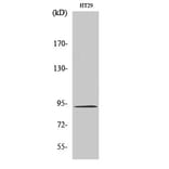 Western Blot - Anti-Catenin-beta Antibody (B7023) - Antibodies.com
