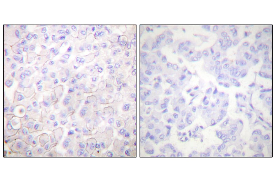Immunohistochemistry - Anti-Cadherin-pan Antibody (C0148) - Antibodies.com