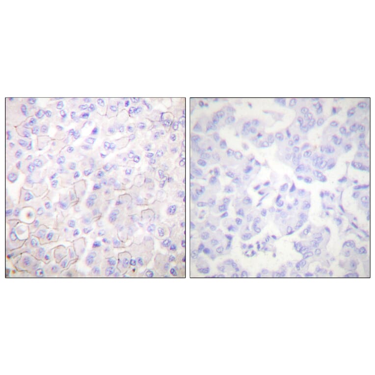 Immunohistochemistry - Anti-Cadherin-pan Antibody (C0148) - Antibodies.com