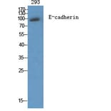 Western Blot - Anti-Cadherin-pan Antibody (C0148) - Antibodies.com