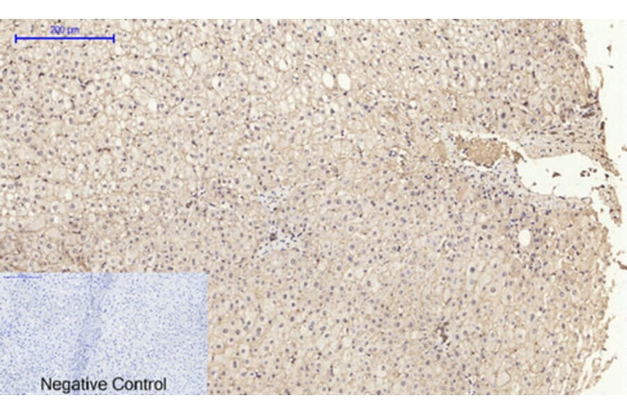 Immunohistochemistry - Anti-Cadherin-pan Antibody (C0148) - Antibodies.com