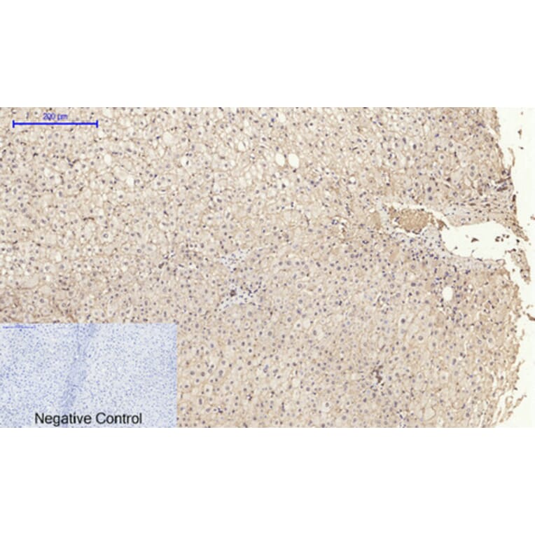 Immunohistochemistry - Anti-Cadherin-pan Antibody (C0148) - Antibodies.com