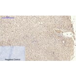 Immunohistochemistry - Anti-Cadherin-pan Antibody (C0148) - Antibodies.com