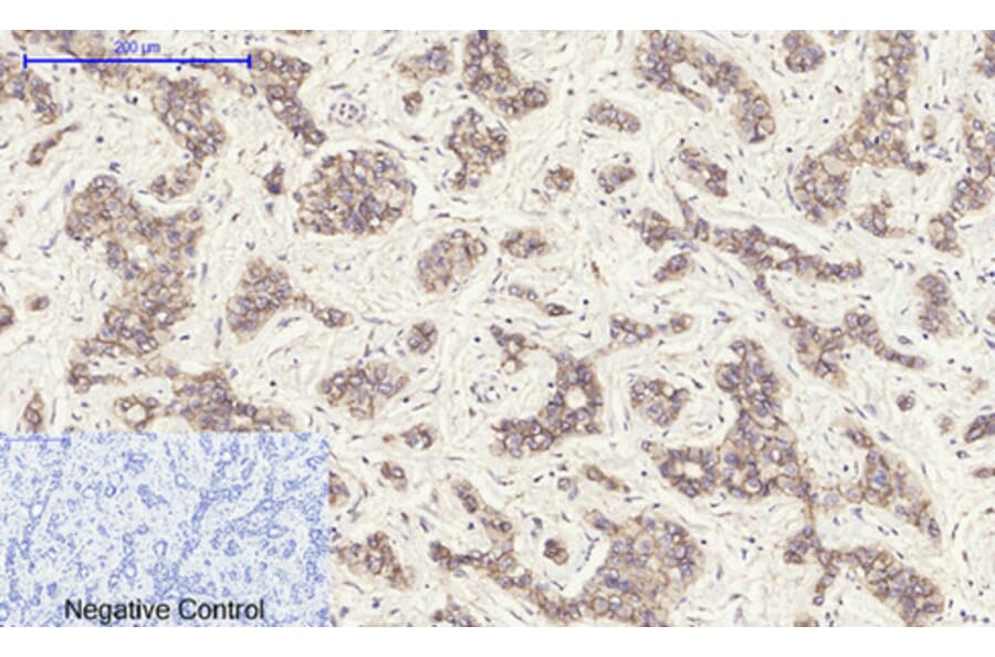 Immunohistochemistry - Anti-Cadherin-pan Antibody (C0148) - Antibodies.com
