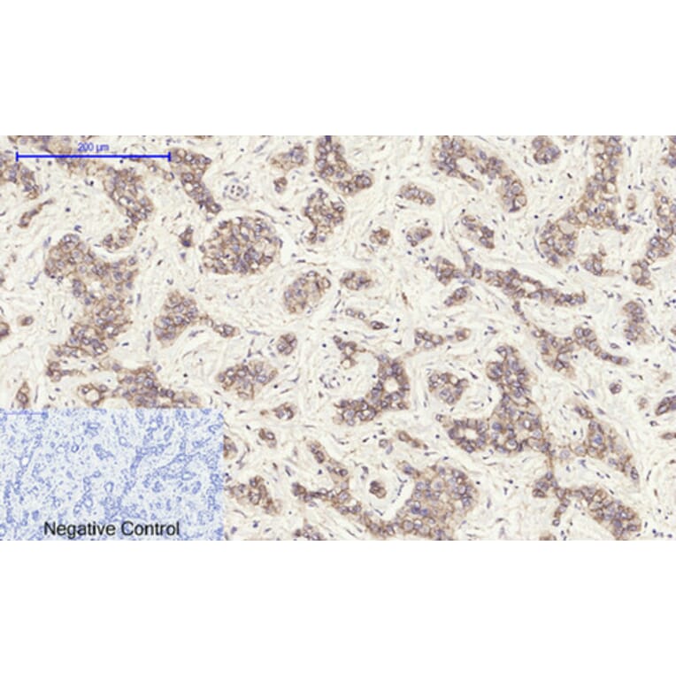 Immunohistochemistry - Anti-Cadherin-pan Antibody (C0148) - Antibodies.com