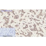 Immunohistochemistry - Anti-Cadherin-pan Antibody (C0148) - Antibodies.com