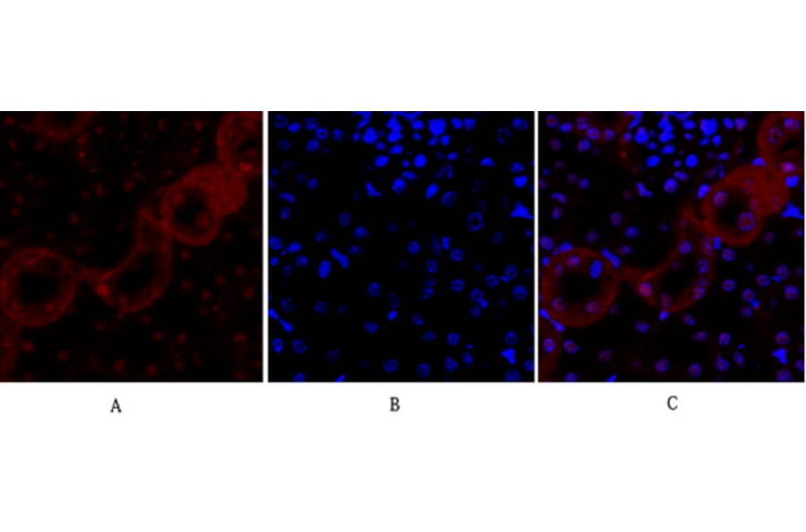 Immunofluorescence - Anti-Cadherin-pan Antibody (C0148) - Antibodies.com