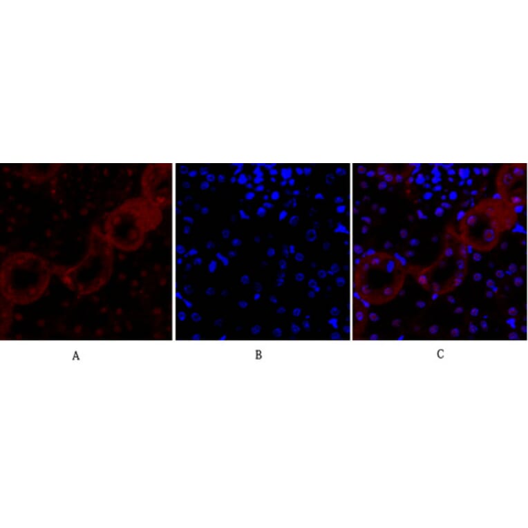 Immunofluorescence - Anti-Cadherin-pan Antibody (C0148) - Antibodies.com