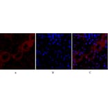 Immunofluorescence - Anti-Cadherin-pan Antibody (C0148) - Antibodies.com