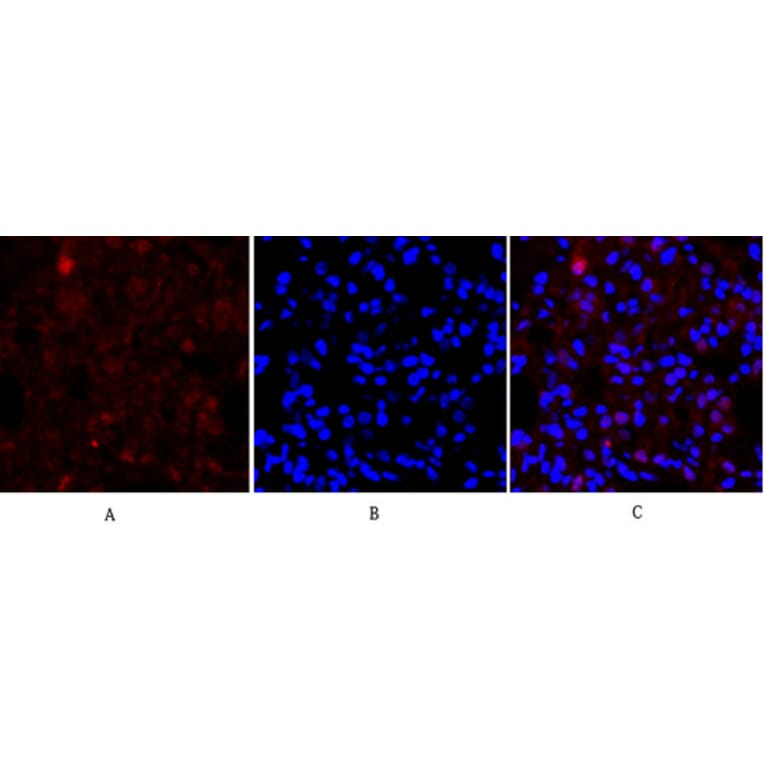 Immunofluorescence - Anti-Cadherin-pan Antibody (C0148) - Antibodies.com