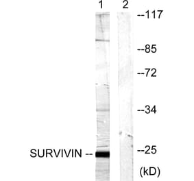 Western Blot - Anti-Survivin Antibody (B0579) - Antibodies.com