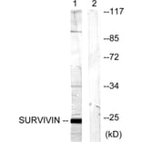 Western Blot - Anti-Survivin Antibody (B0579) - Antibodies.com