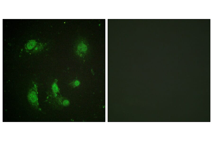 Immunofluorescence - Anti-Survivin Antibody (B0579) - Antibodies.com