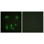 Immunofluorescence - Anti-Survivin Antibody (B0579) - Antibodies.com