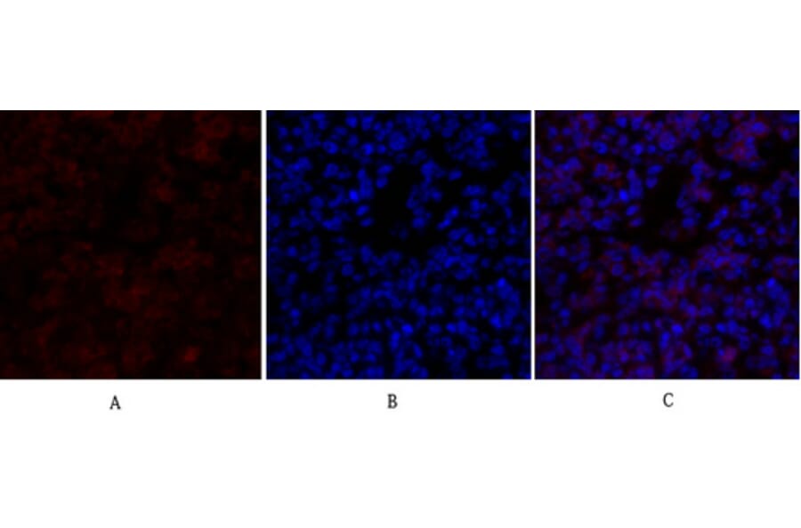 Immunofluorescence - Anti-Survivin Antibody (B0579) - Antibodies.com