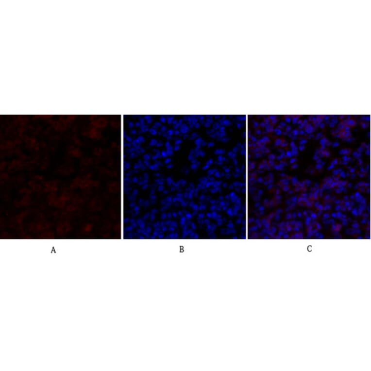 Immunofluorescence - Anti-Survivin Antibody (B0579) - Antibodies.com