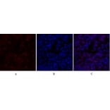 Immunofluorescence - Anti-Survivin Antibody (B0579) - Antibodies.com