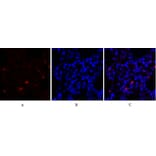 Immunofluorescence - Anti-Survivin Antibody (B0579) - Antibodies.com