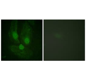 Immunofluorescence - Anti-PKC zeta Antibody (B0023) - Antibodies.com