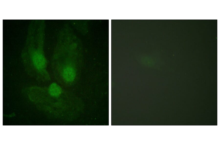 Immunofluorescence - Anti-PKC zeta Antibody (B0023) - Antibodies.com