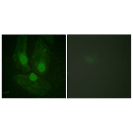 Immunofluorescence - Anti-PKC zeta Antibody (B0023) - Antibodies.com