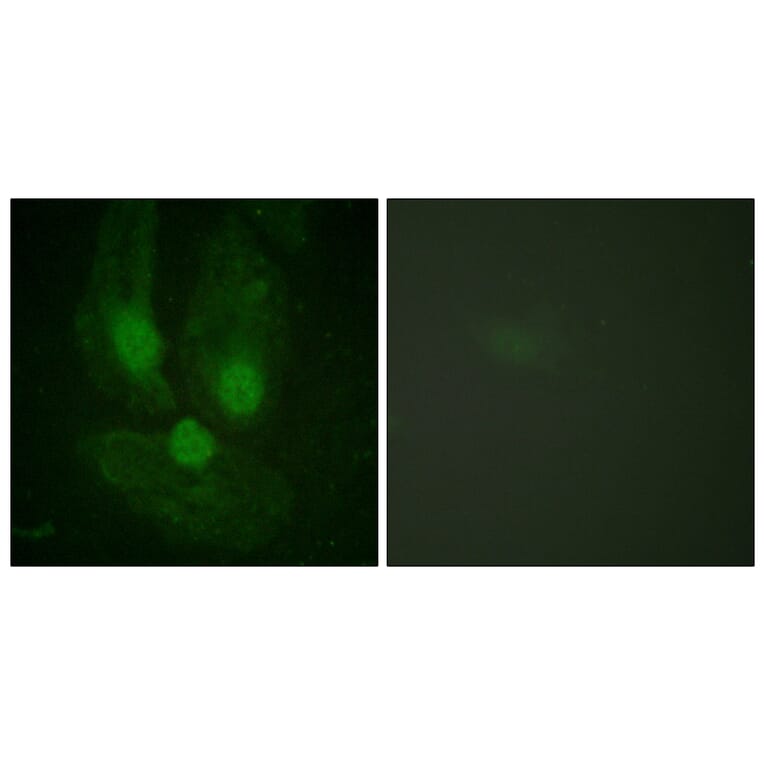 Immunofluorescence - Anti-PKC zeta Antibody (B0023) - Antibodies.com