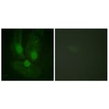 Immunofluorescence - Anti-PKC zeta Antibody (B0023) - Antibodies.com