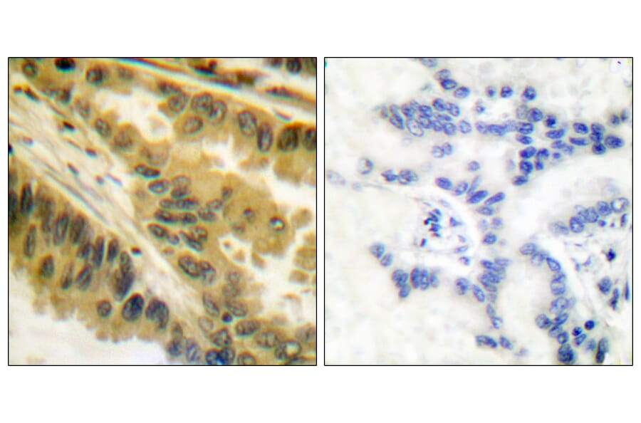 Immunohistochemistry - Anti-PKC zeta Antibody (B0023) - Antibodies.com