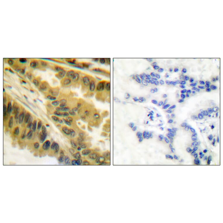Immunohistochemistry - Anti-PKC zeta Antibody (B0023) - Antibodies.com