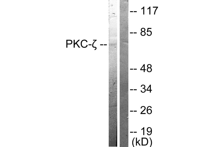 Western Blot - Anti-PKC zeta Antibody (B0023) - Antibodies.com