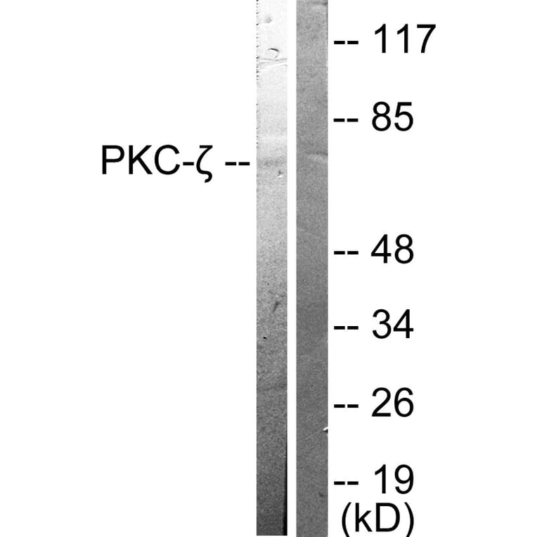 Western Blot - Anti-PKC zeta Antibody (B0023) - Antibodies.com
