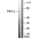 Western Blot - Anti-PKC zeta Antibody (B0023) - Antibodies.com