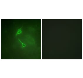 Immunofluorescence - Anti-PKC zeta Antibody (B0805) - Antibodies.com