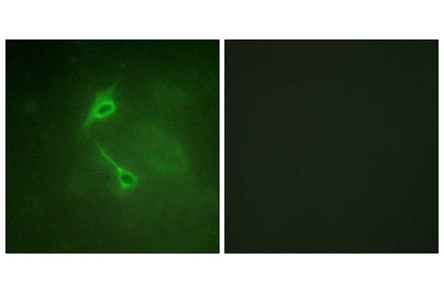 Immunofluorescence - Anti-PKC zeta Antibody (B0805) - Antibodies.com
