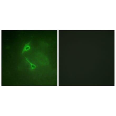 Immunofluorescence - Anti-PKC zeta Antibody (B0805) - Antibodies.com