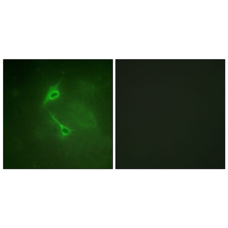 Immunofluorescence - Anti-PKC zeta Antibody (B0805) - Antibodies.com