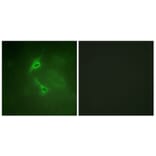 Immunofluorescence - Anti-PKC zeta Antibody (B0805) - Antibodies.com