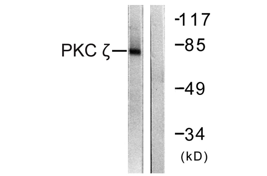 Western Blot - Anti-PKC zeta Antibody (B0805) - Antibodies.com