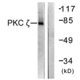 Western Blot - Anti-PKC zeta Antibody (B0805) - Antibodies.com