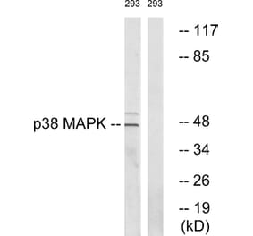 Western Blot - Anti-p38 MAPK Antibody (B0798) - Antibodies.com