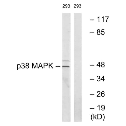 Western Blot - Anti-p38 MAPK Antibody (B0798) - Antibodies.com