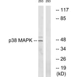 Western Blot - Anti-p38 MAPK Antibody (B0798) - Antibodies.com