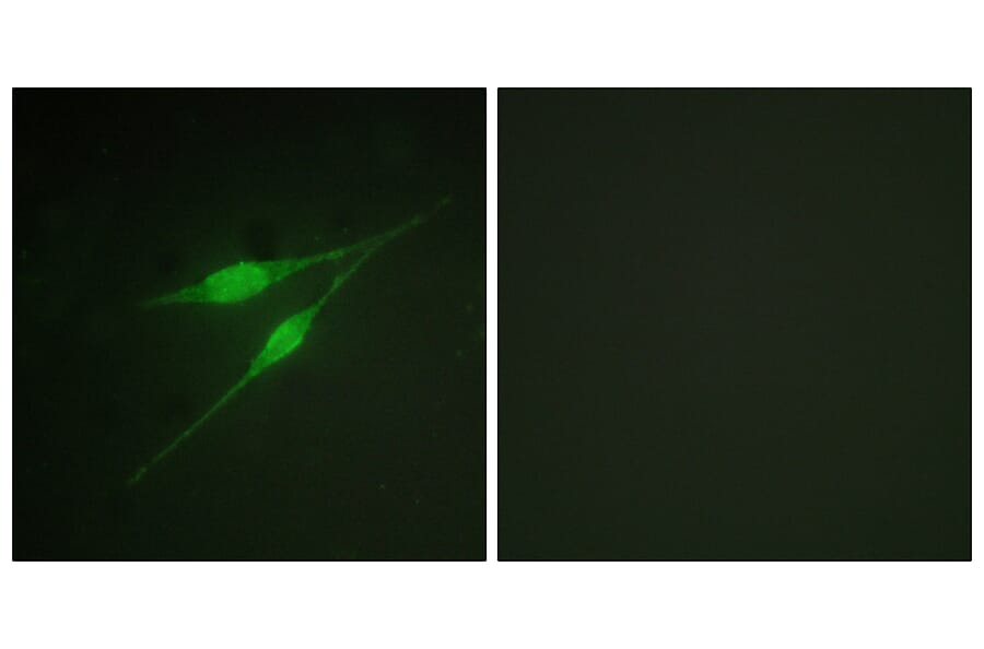 Immunofluorescence - Anti-p38 MAPK Antibody (B0798) - Antibodies.com