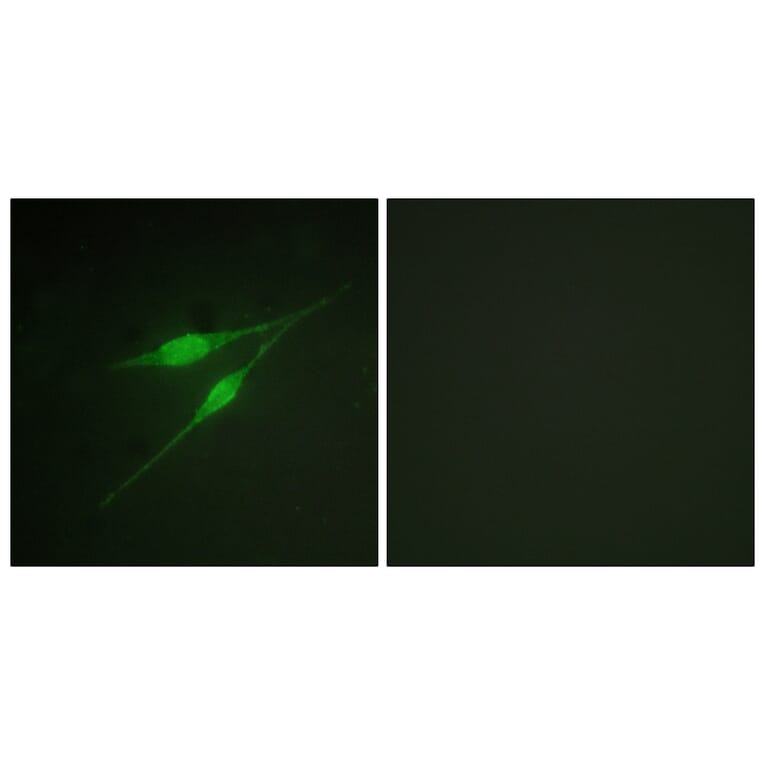 Immunofluorescence - Anti-p38 MAPK Antibody (B0798) - Antibodies.com