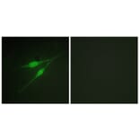 Immunofluorescence - Anti-p38 MAPK Antibody (B0798) - Antibodies.com