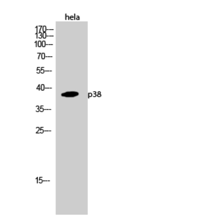 Western Blot - Anti-p38 MAPK Antibody (B0798) - Antibodies.com