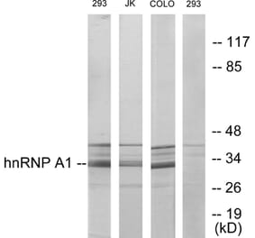 Western Blot - Anti-hnRNP A1 Antibody (C10319) - Antibodies.com