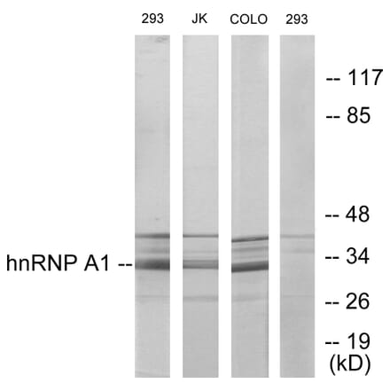 Western Blot - Anti-hnRNP A1 Antibody (C10319) - Antibodies.com