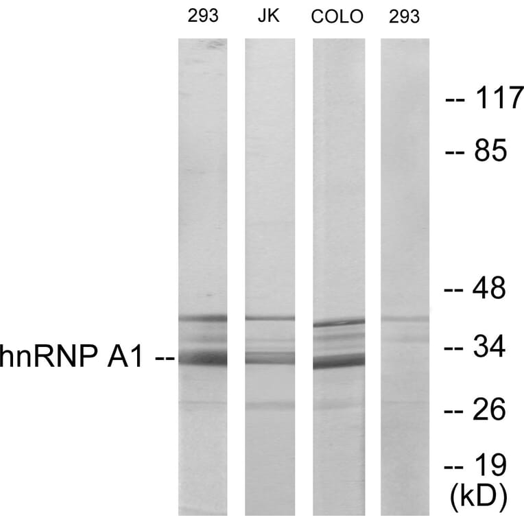 Western Blot - Anti-hnRNP A1 Antibody (C10319) - Antibodies.com